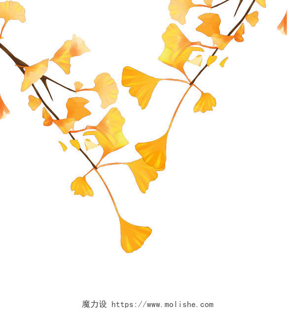 秋天银杏树叶元素